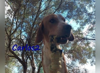 Carlos2 geb. 08/2025 (GRC) - neugieriger und aufgeschlossener Hundejunge!