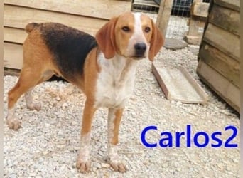 Carlos2 geb. 08/2025 (GRC) - neugieriger und aufgeschlossener Hundejunge!