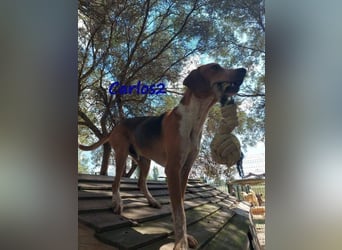 Carlos2 geb. 08/2025 (GRC) - neugieriger und aufgeschlossener Hundejunge!