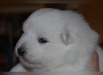 Japan Spitz Welpe