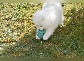 Japan Spitz