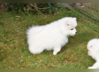 Japan Spitz Welpe