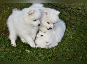 Japan Spitz Welpe
