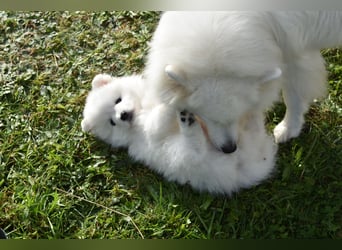 Japan Spitz Welpe