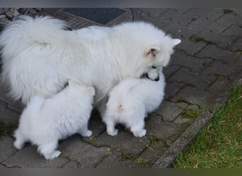 Japan Spitz Welpe
