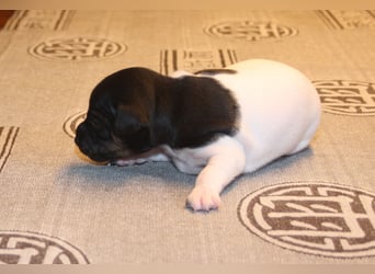 Japanischer Terrier WURFANKÜNDIGUNG