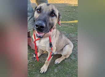 Császár von kettenlos