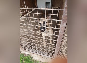 Császár von kettenlos