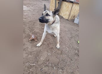 Császár von kettenlos