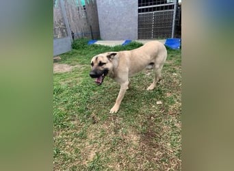 Császár von kettenlos