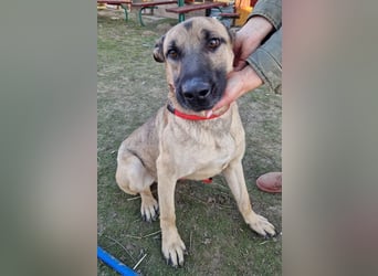 Császár von kettenlos