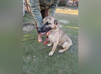 Császár von kettenlos