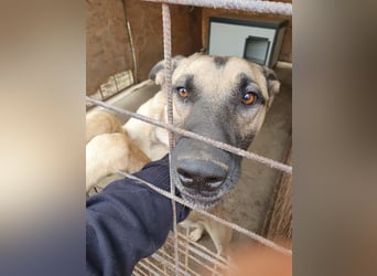 Császár von kettenlos