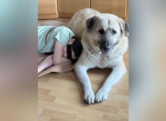 Familienhund sucht neues Zuhause