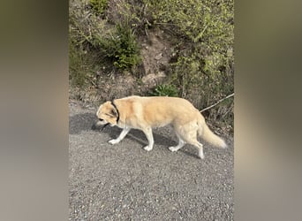 Familienhund sucht neues Zuhause