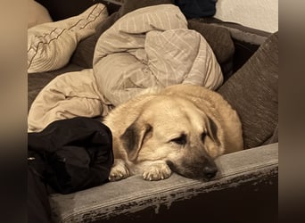 Familienhund sucht neues Zuhause