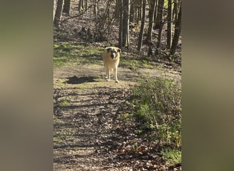 Familienhund sucht neues Zuhause