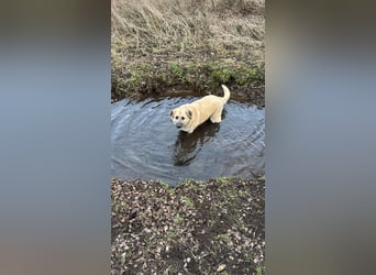 Familienhund sucht neues Zuhause