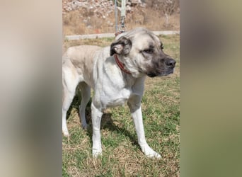 Großes Herz sucht neues Zuhause – Kangal-Hündin Gina hofft auf eine zweite Chance