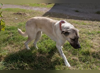 Großes Herz sucht neues Zuhause – Kangal-Hündin Gina hofft auf eine zweite Chance