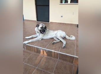 Großes Herz sucht neues Zuhause – Kangal-Hündin Gina hofft auf eine zweite Chance