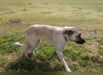 Großes Herz sucht neues Zuhause – Kangal-Hündin Gina hofft auf eine zweite Chance