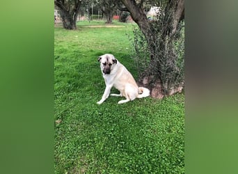 Großes Herz sucht neues Zuhause – Kangal-Hündin Gina hofft auf eine zweite Chance
