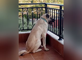 Großes Herz sucht neues Zuhause – Kangal-Hündin Gina hofft auf eine zweite Chance