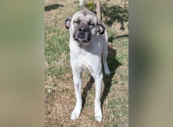 Großes Herz sucht neues Zuhause – Kangal-Hündin Gina hofft auf eine zweite Chance