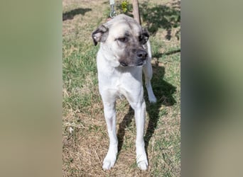 Großes Herz sucht neues Zuhause – Kangal-Hündin Gina hofft auf eine zweite Chance