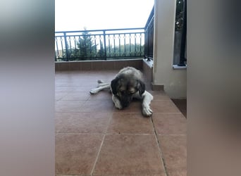 Großes Herz sucht neues Zuhause – Kangal-Hündin Gina hofft auf eine zweite Chance