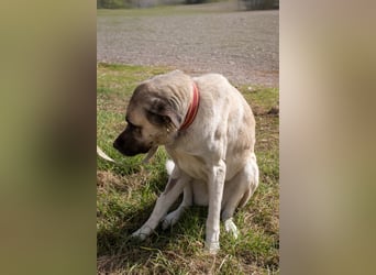 Großes Herz sucht neues Zuhause – Kangal-Hündin Gina hofft auf eine zweite Chance