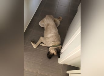 Großes Herz sucht neues Zuhause – Kangal-Hündin Gina hofft auf eine zweite Chance