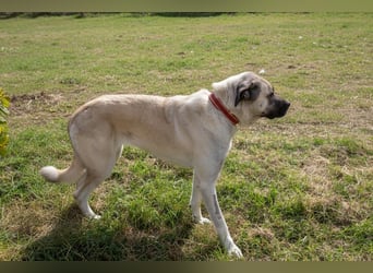 Großes Herz sucht neues Zuhause – Kangal-Hündin Gina hofft auf eine zweite Chance