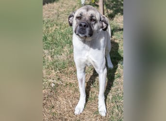 Großes Herz sucht neues Zuhause – Kangal-Hündin Gina hofft auf eine zweite Chance