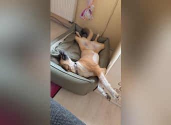 Kangal Mischlingshündin, jung, lieb und verspielt