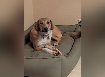 Kangal Mischlingshündin, jung, lieb und verspielt