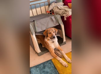 Kangal Mischlingshündin, jung, lieb und verspielt