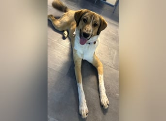 Kangal Mischlingshündin, jung, lieb und verspielt