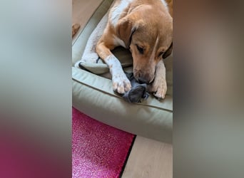 Kangal Mischlingshündin, jung, lieb und verspielt