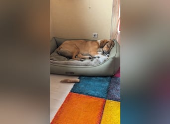 Kangal Mischlingshündin, jung, lieb und verspielt