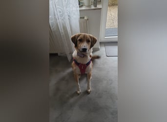 Kangal Mischlingshündin, jung, lieb und verspielt