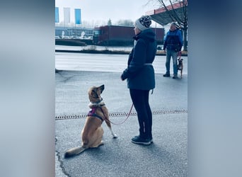 Kangal Mischlingshündin, jung, lieb und verspielt