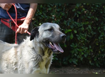 Thalles - An alle Kangal Fans: Obacht, hier kommt Thalles!