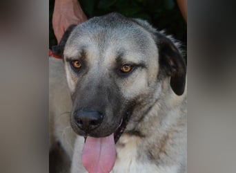 Thalles - An alle Kangal Fans: Obacht, hier kommt Thalles!