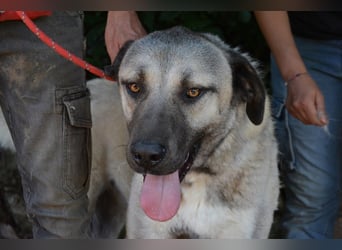 Thalles - An alle Kangal Fans: Obacht, hier kommt Thalles!