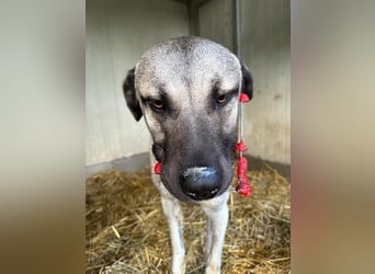 Thalles - An alle Kangal Fans: Obacht, hier kommt Thalles!