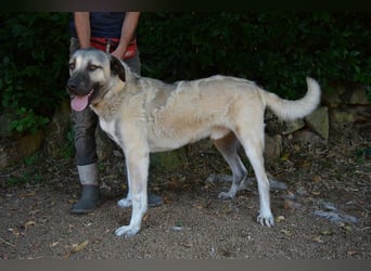 Thalles - An alle Kangal Fans: Obacht, hier kommt Thalles!