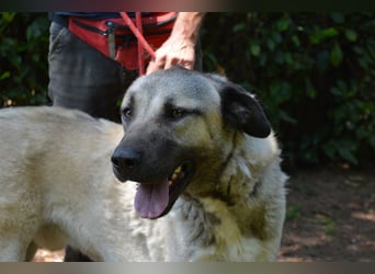 Thalles - An alle Kangal Fans: Obacht, hier kommt Thalles!