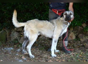 Thalles - An alle Kangal Fans: Obacht, hier kommt Thalles!